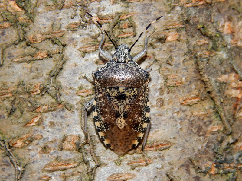 Pentatomidae: Rhaphigaster nebulosa del Parco del Ticino